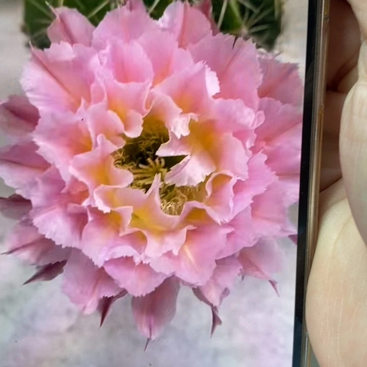 香香妩媚侧芽3.5-4公分左右