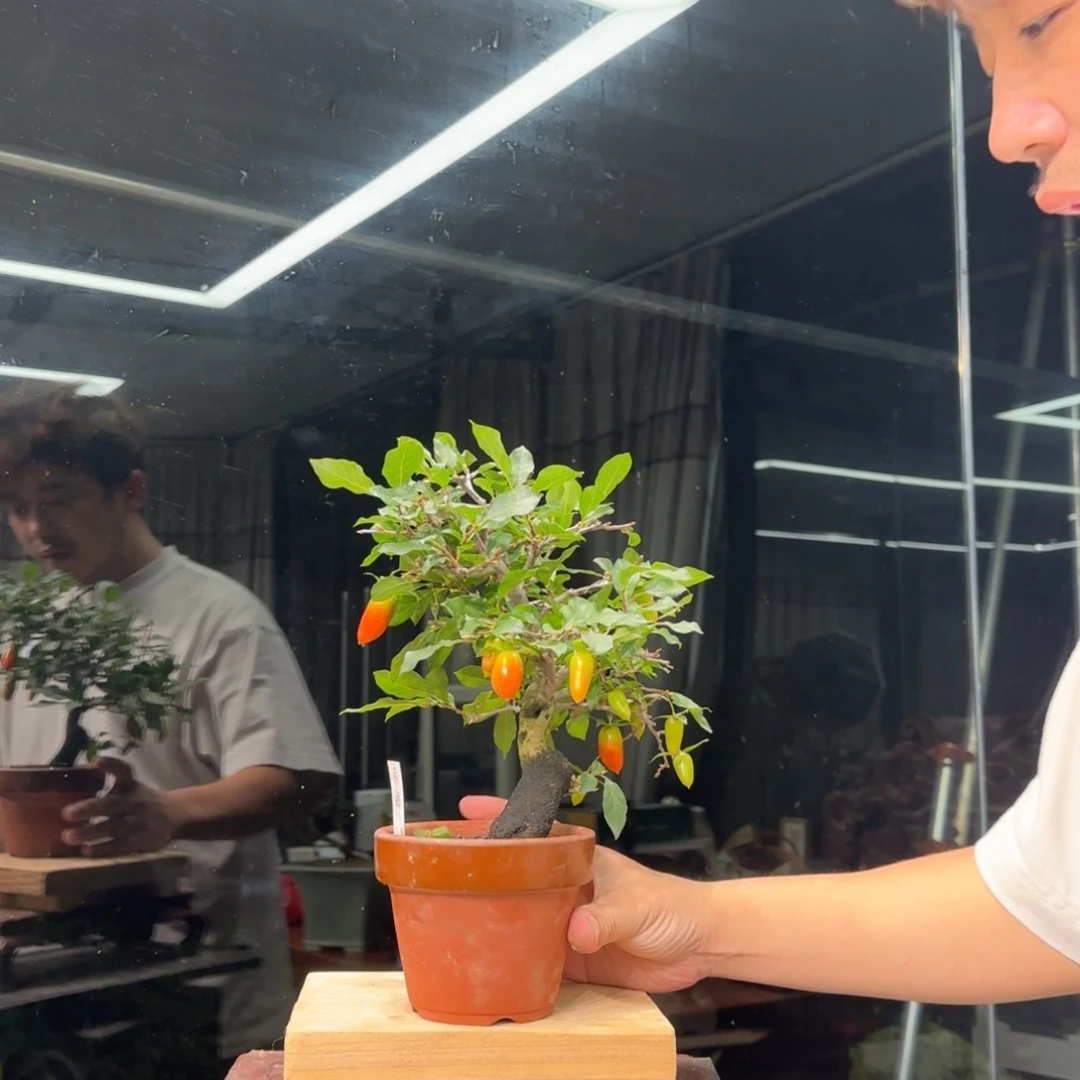 一***缘无花朵花卉苗木花卉苗木