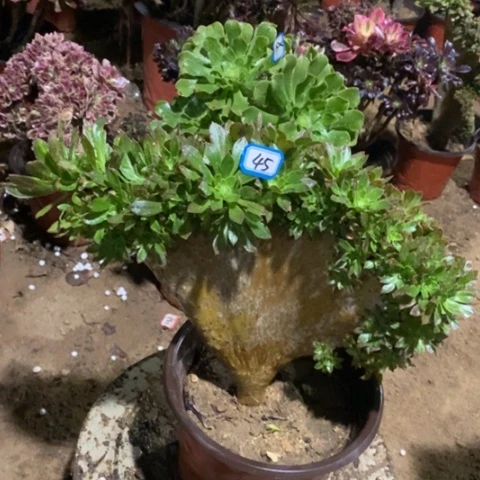 碧螺春朵朵缀一物一拍