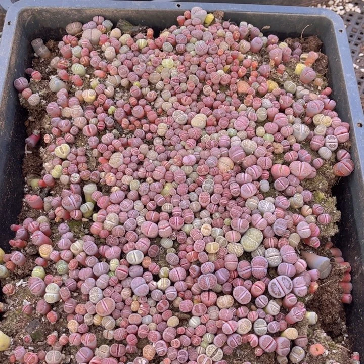 加***2一框紫里88888888888888