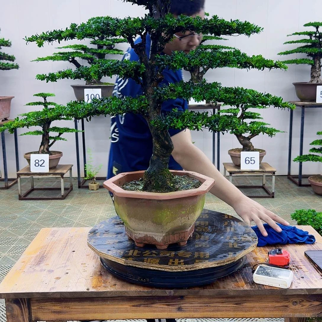 无花朵红芽罗汉松造型盆景