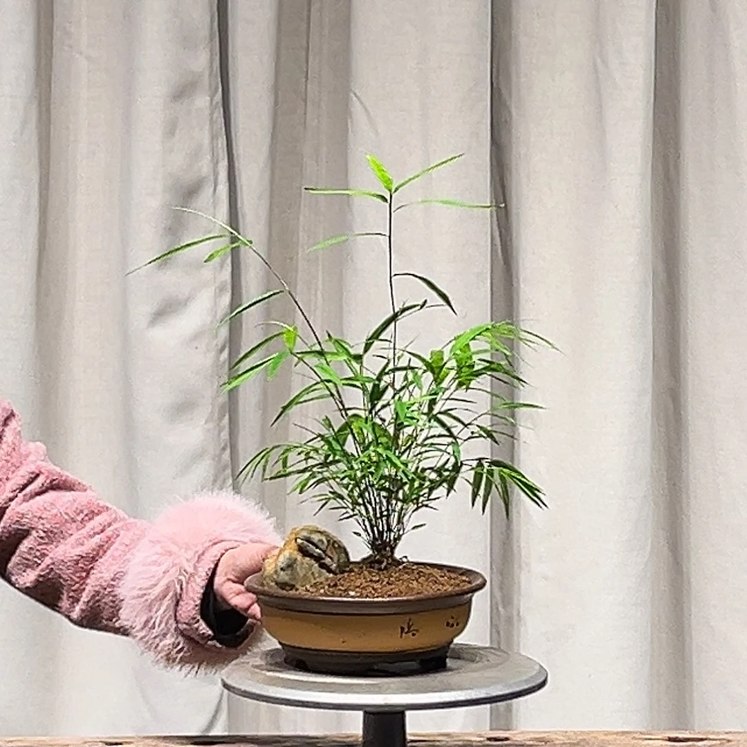 无花朵盆景和观赏植物等