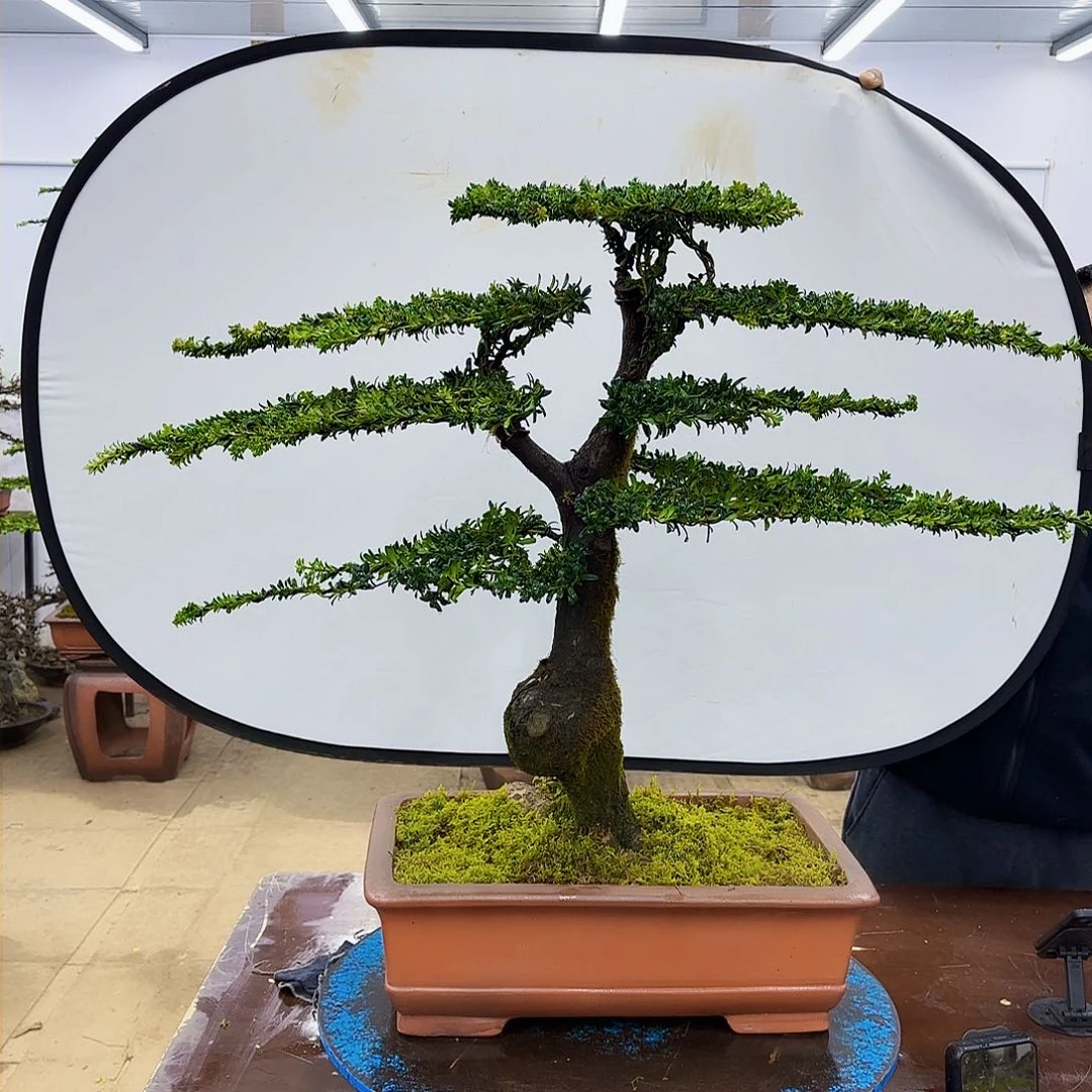 盆景欢迎大家一起来捡漏