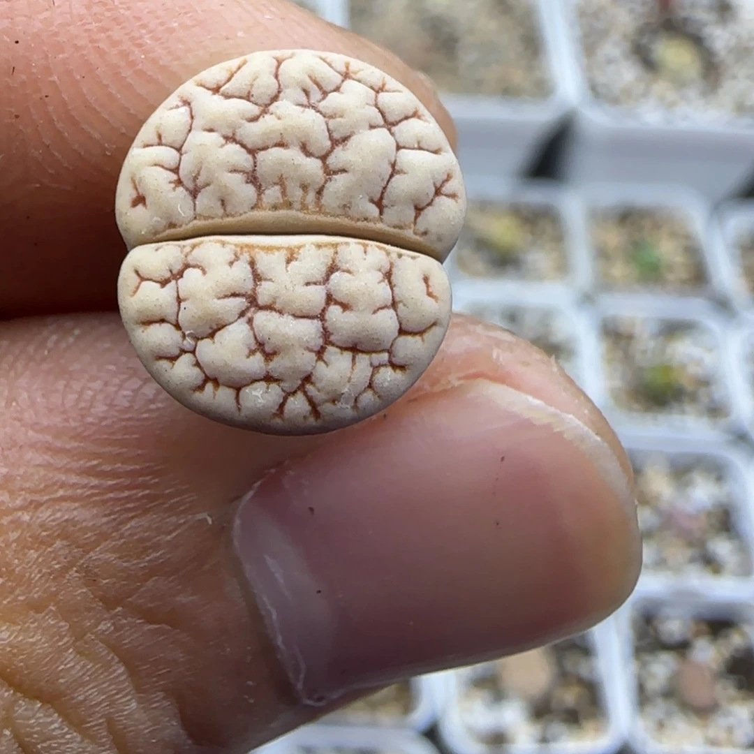 136 生石花大棚直播