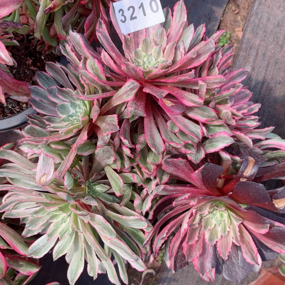 皱叶仙墨多肉发货