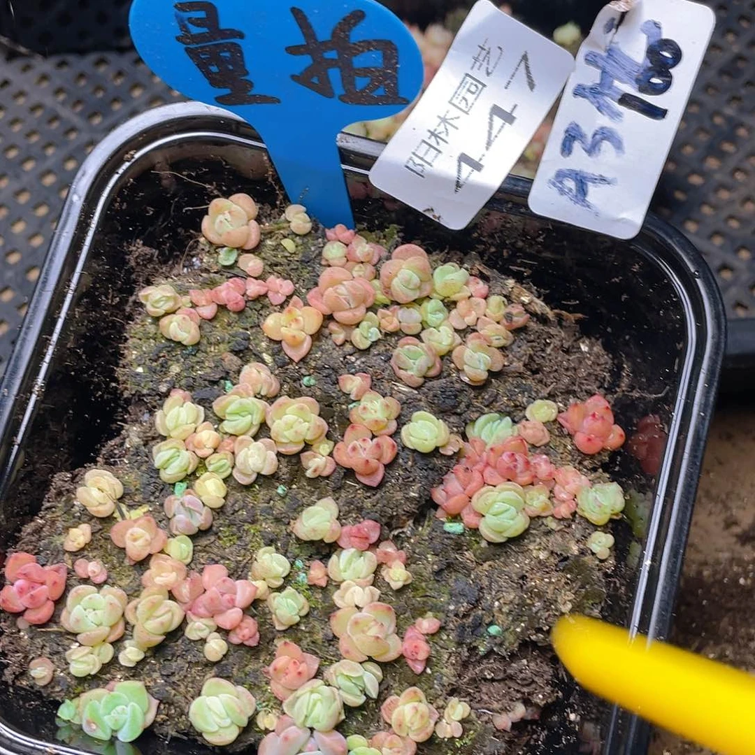 量拍多肉植物多肉植物447