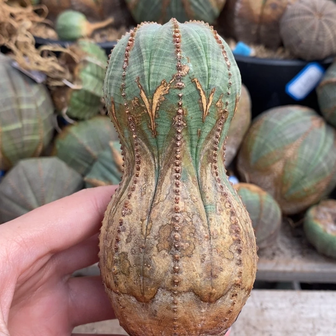 15布纹球精品一物一拍