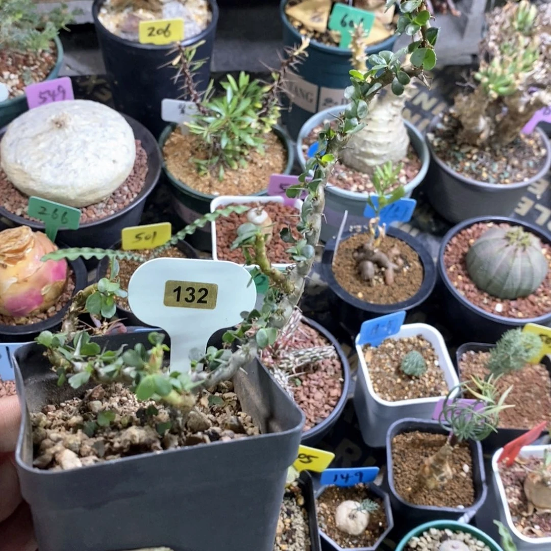 鱼骨城多肉植物一个