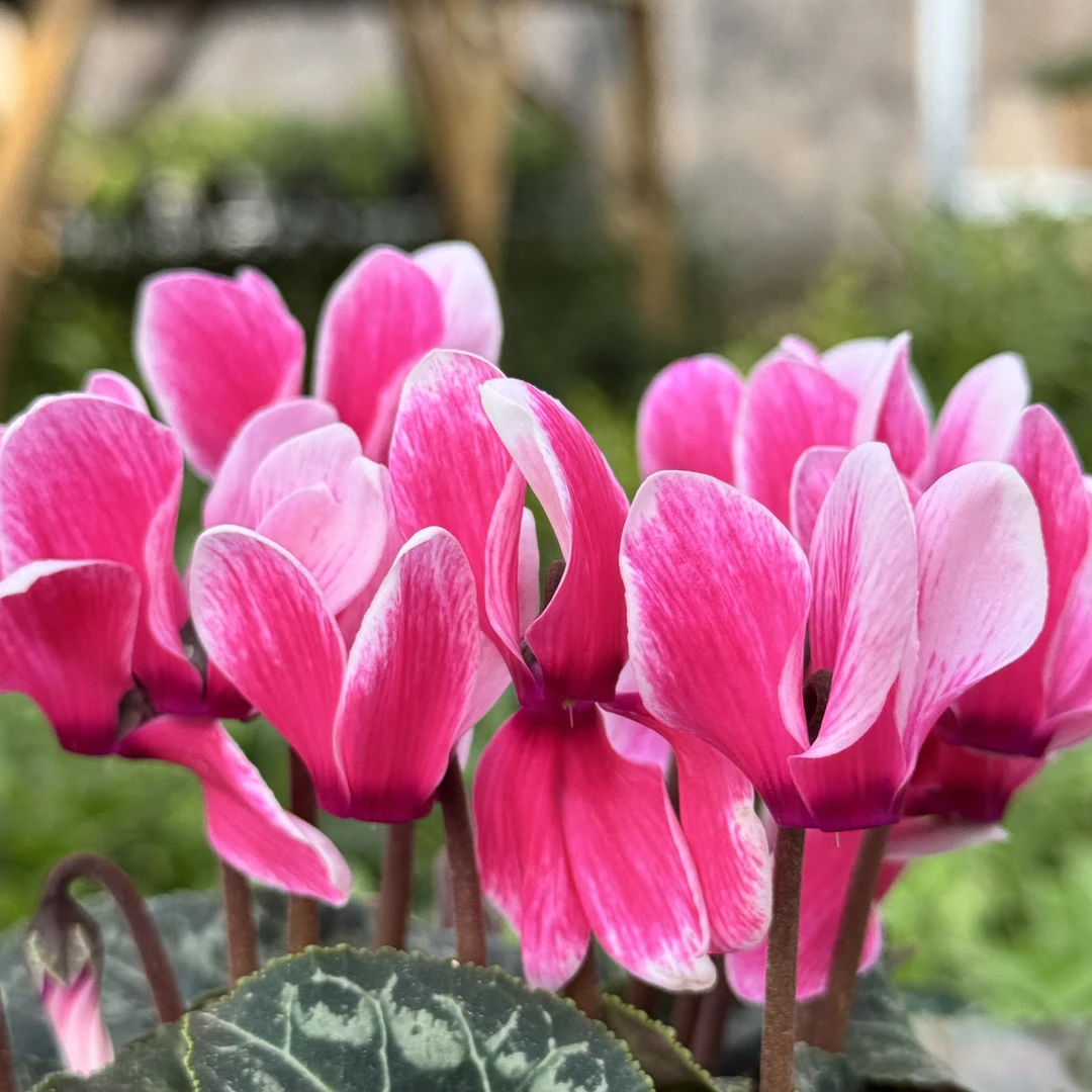 【雪边粉·仙客来】种球多年生！四季开花香味盆栽