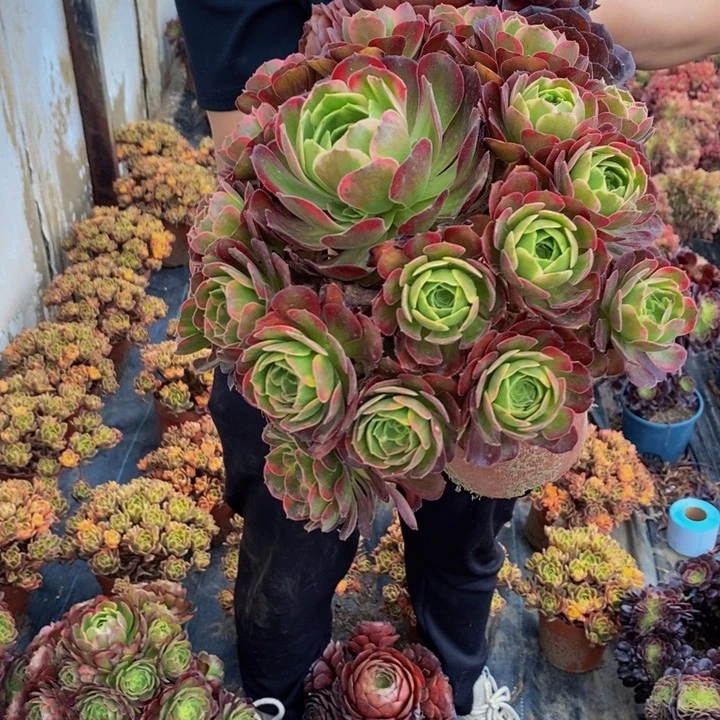 安娜加黑魔一组多肉植物