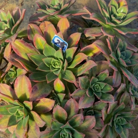 星辰多肉植物75多肉