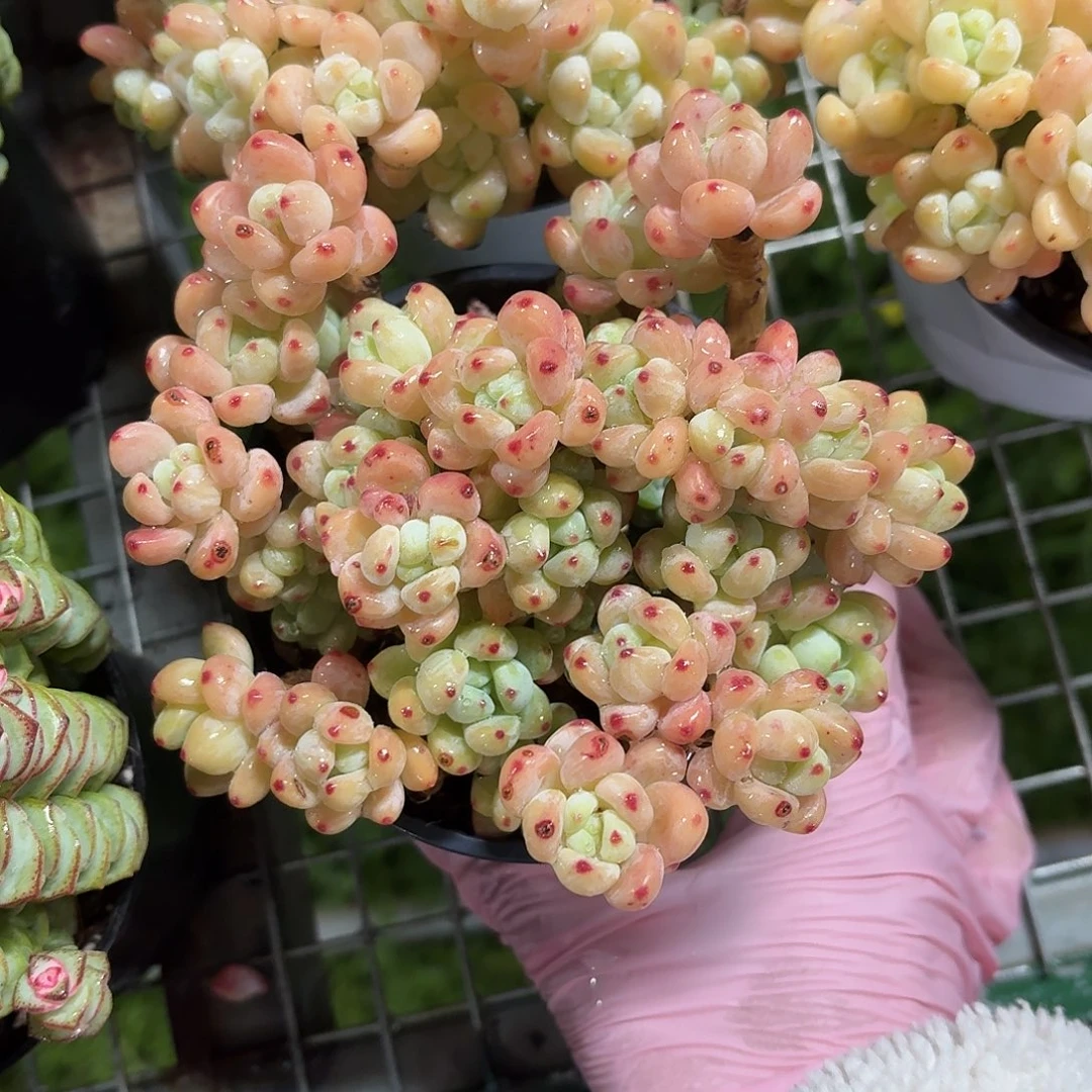 香水洛神老桩冠幅13㎝左右