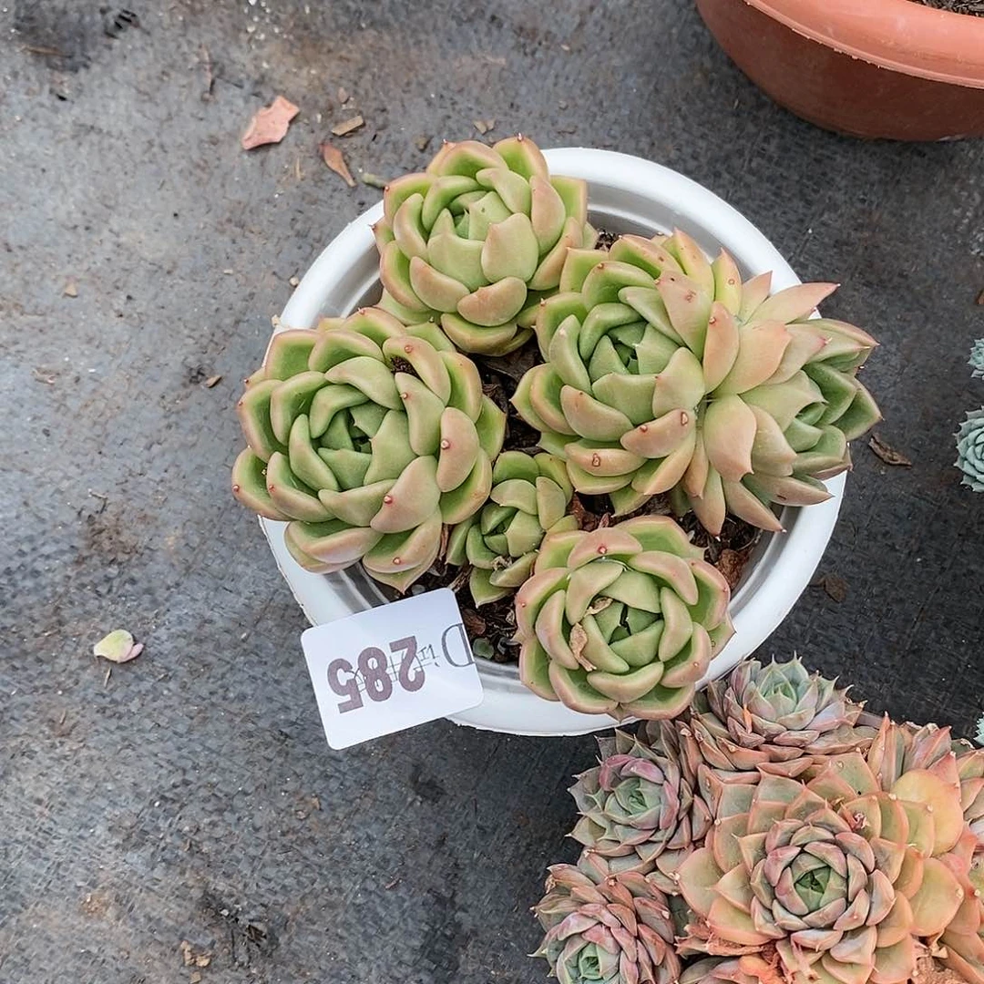 冬****白285白玫瑰多肉植物