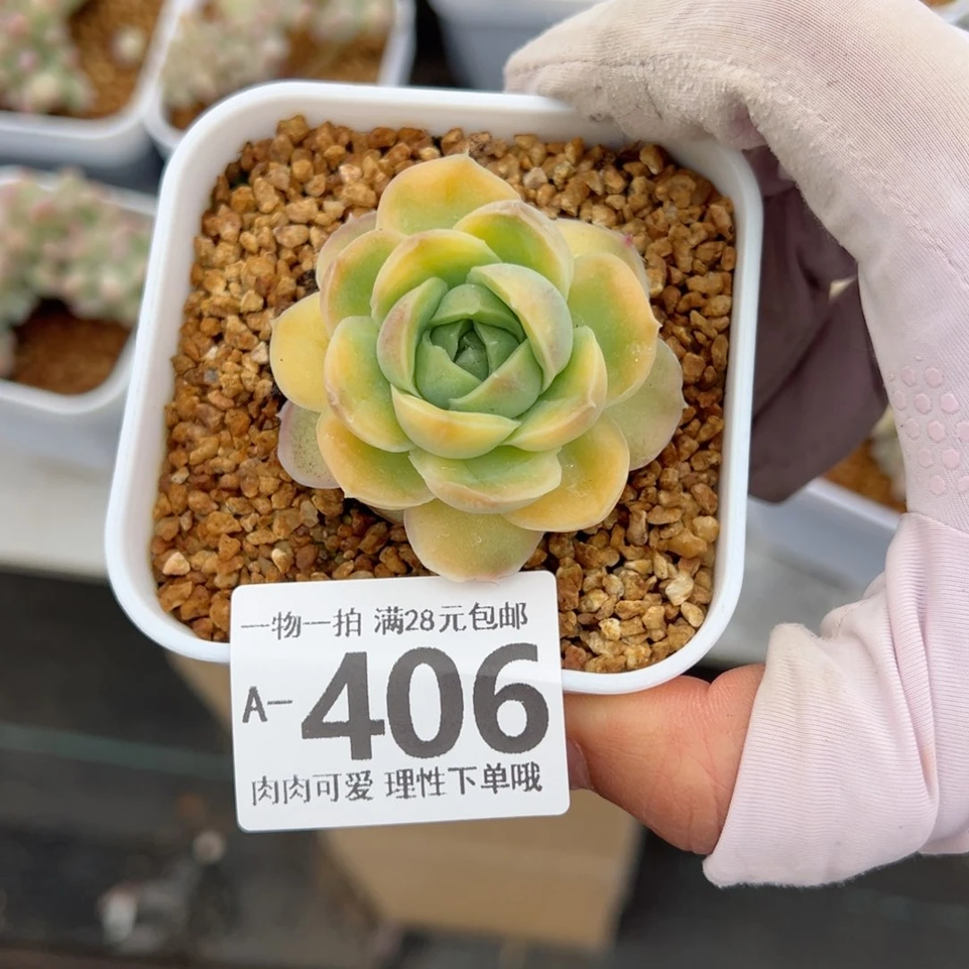 水晶虾饺多肉多肉多肉多肉多肉