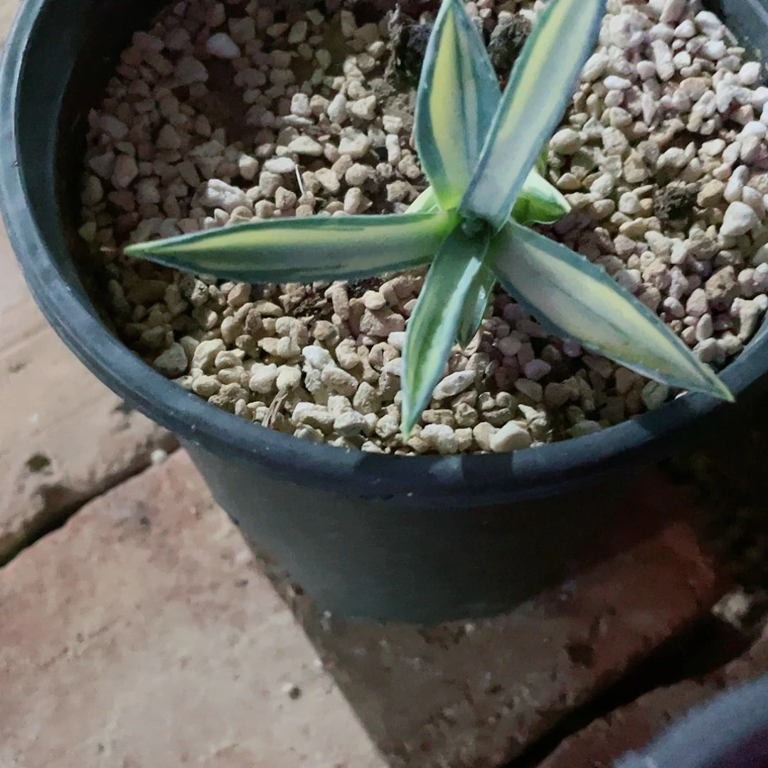水****6那智之光小测芽龙舌兰