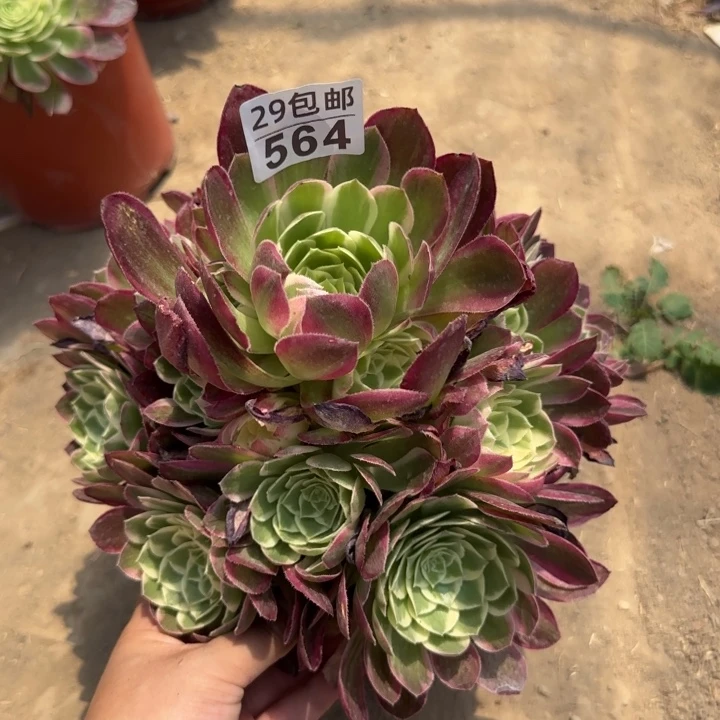 海王……多肉植物……