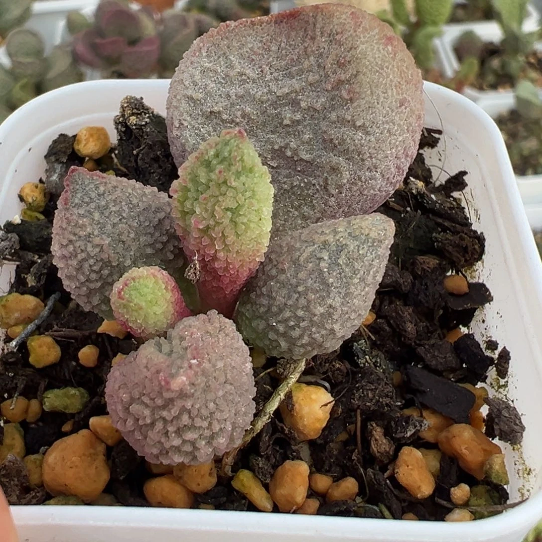 粉色实生新品大苗多肉植物