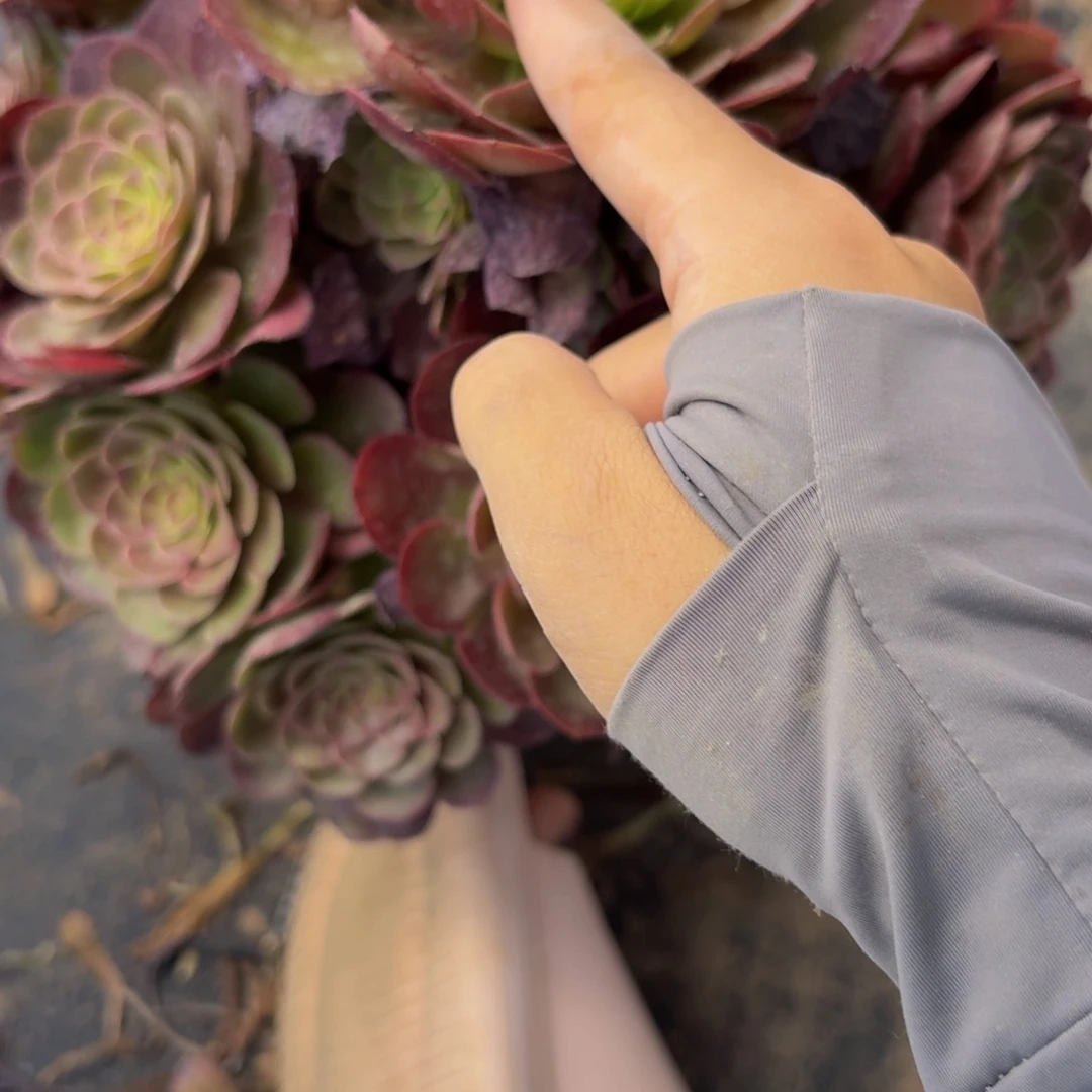 无花朵158多肉植物