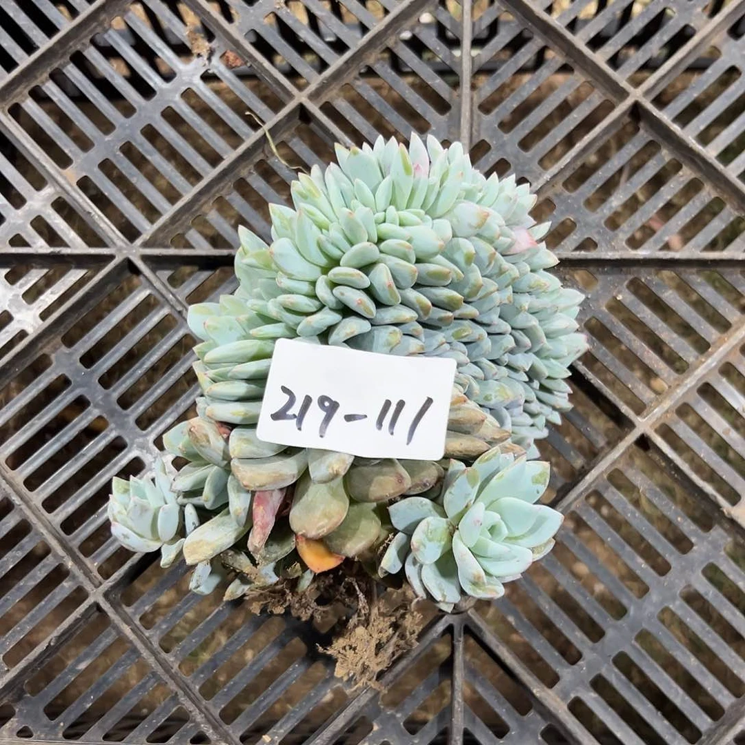 219-111橙子缀化多肉