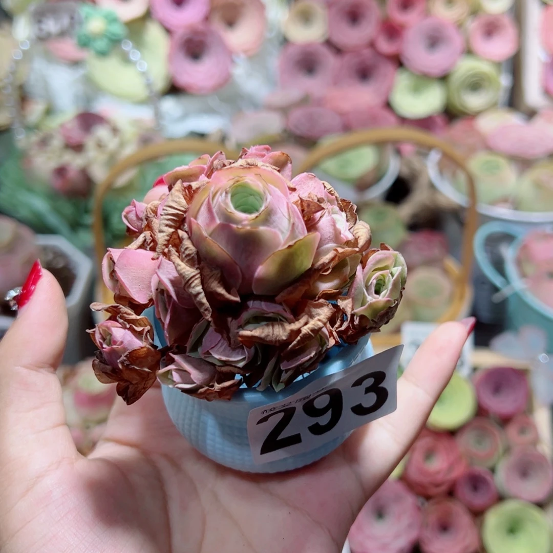 293落樱手捧花。