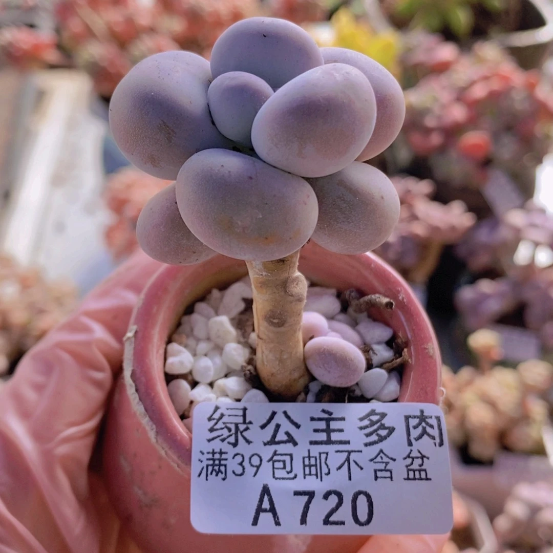 芭比奶洛单头720多肉植物