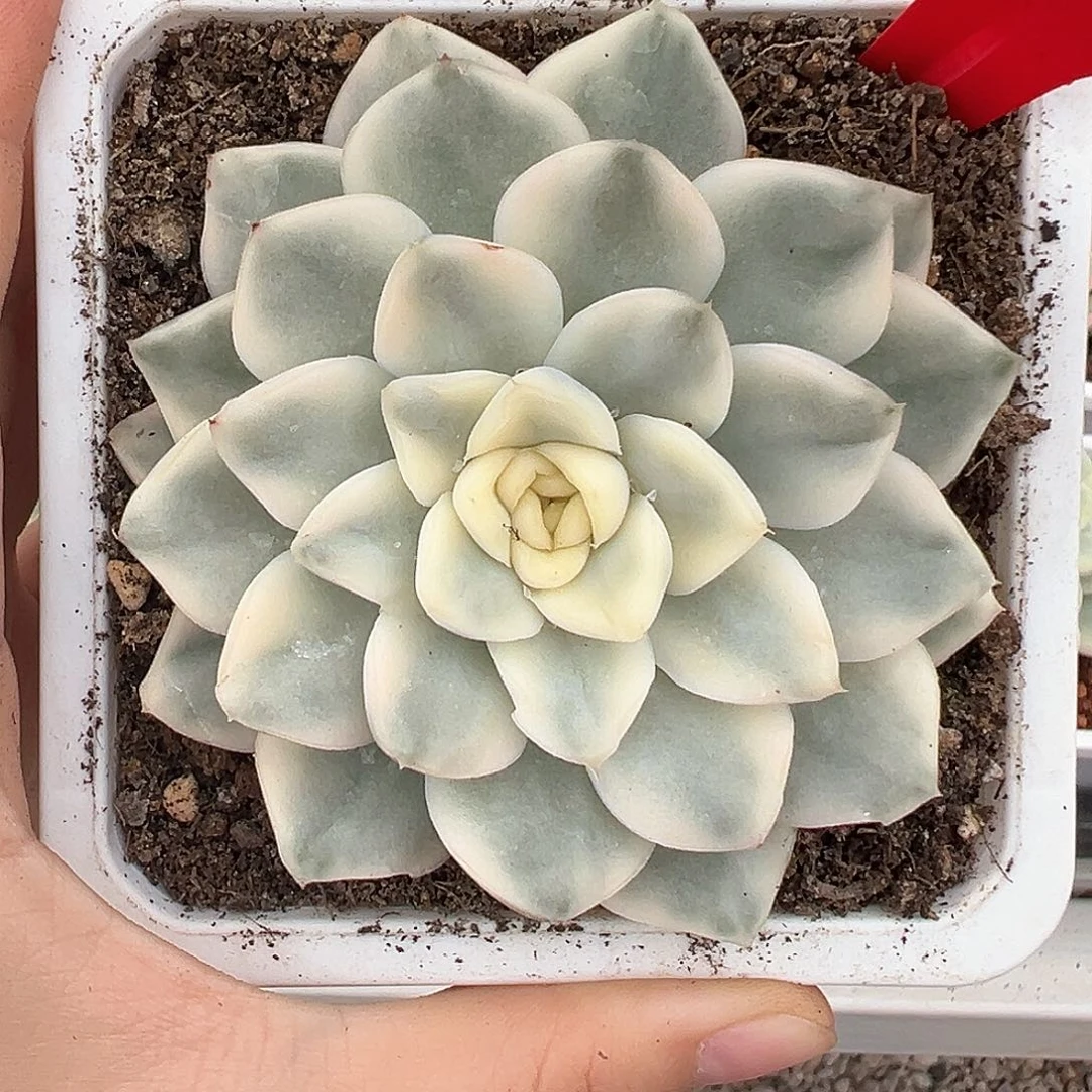 92号雪鸢锦多肉植物