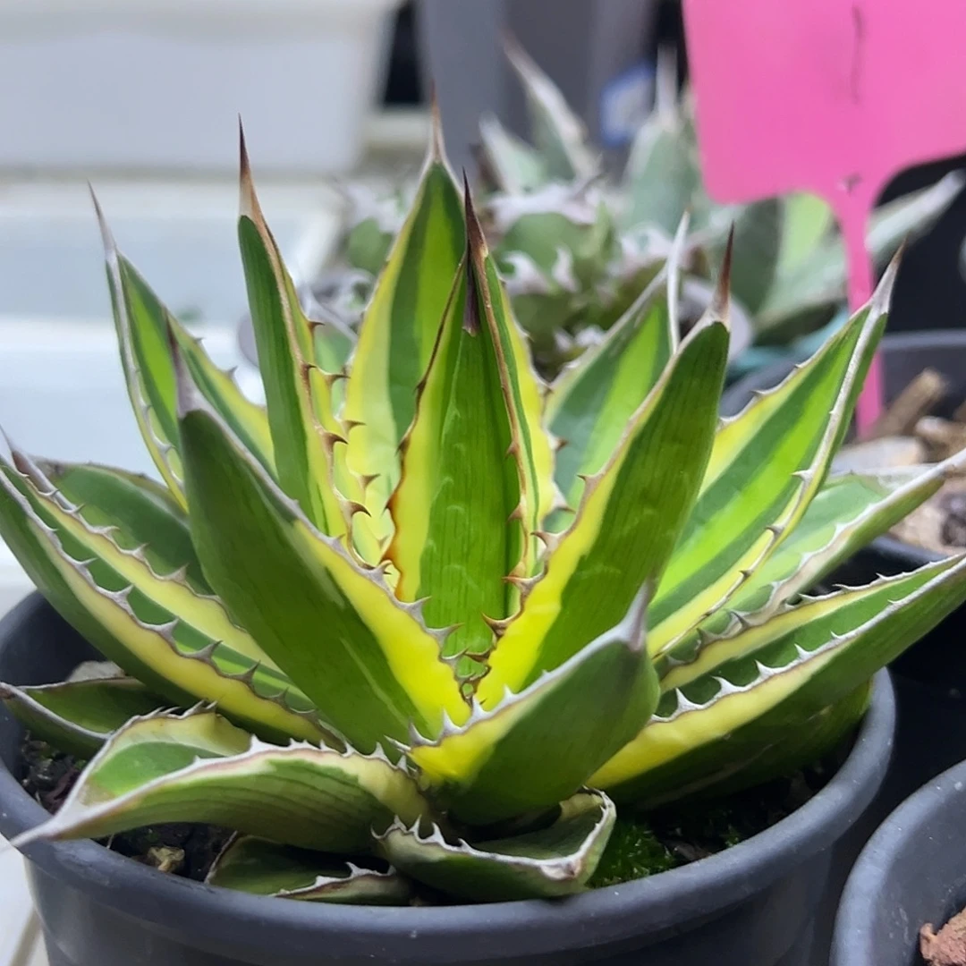 五色万代一物一拍偏远不包邮不退不换