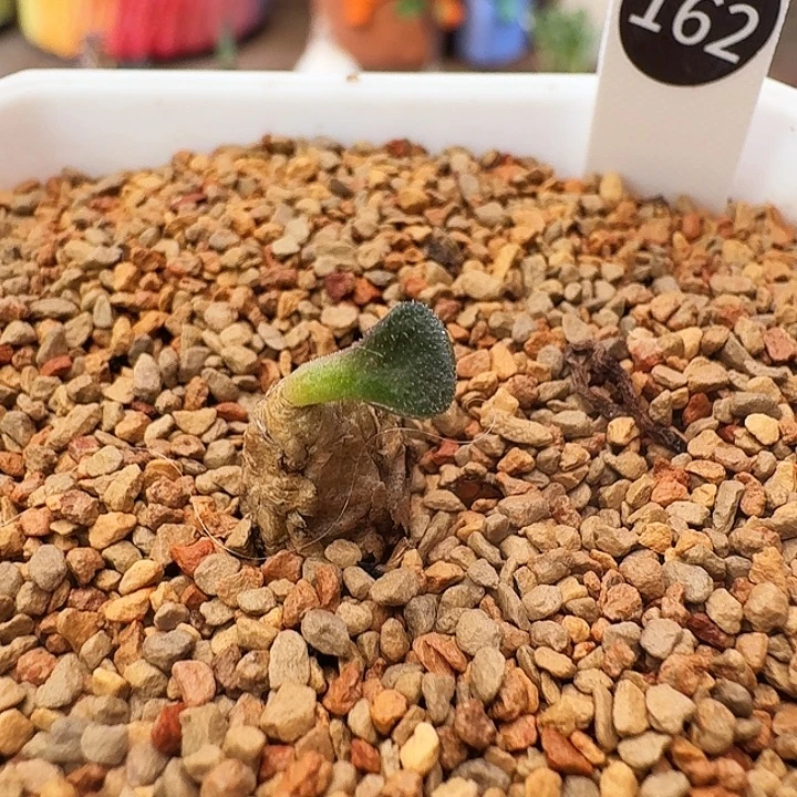 多肉植物福利薛辉圣塔162
