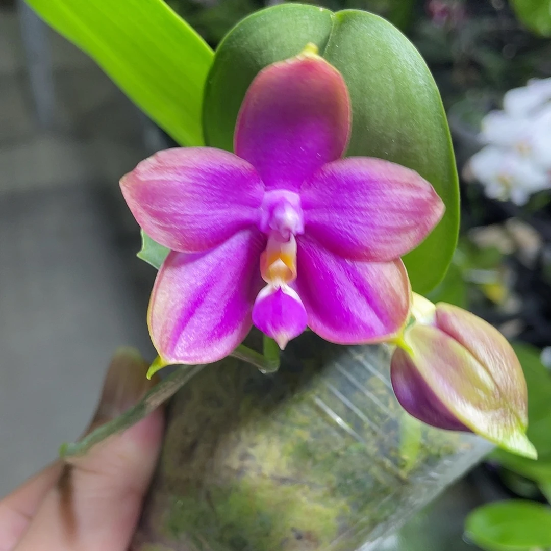 完全开放101号 开花株