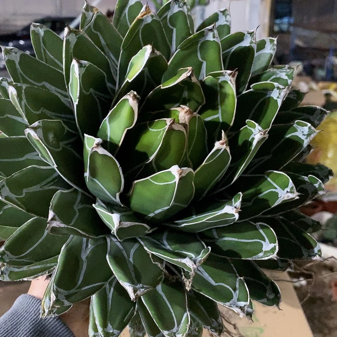 丸叶屉之雪冠幅25公分左右