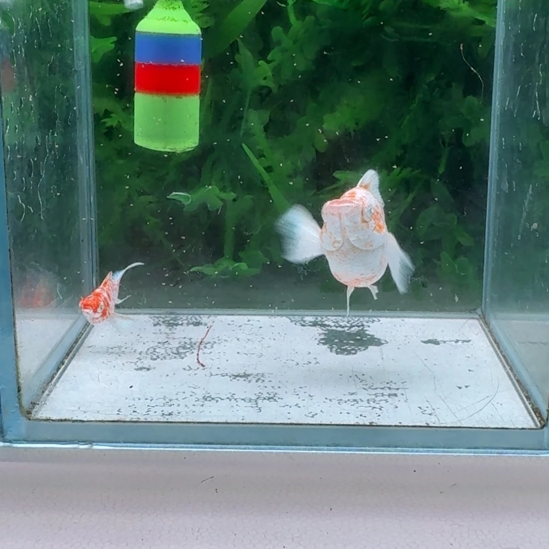 黑玛丽鱼42号玛丽2条