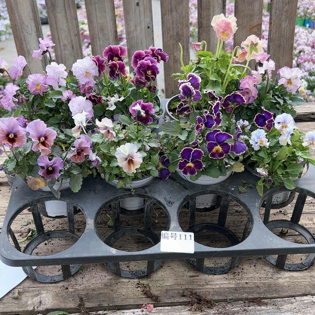 【闪购商品】111号