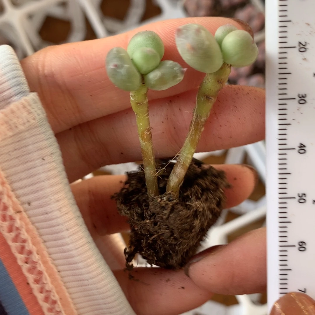 红宝石苹果奶酪哈哈