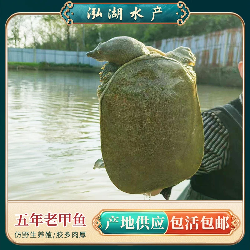 【五年公甲】4号3-4斤外塘五年生态公甲鱼  鲜活食用 现抓直发