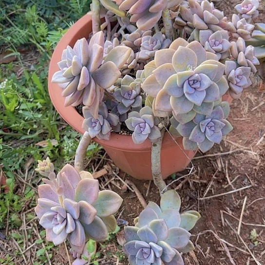 多肉植物。。。。。。。。。。。。。。。。。