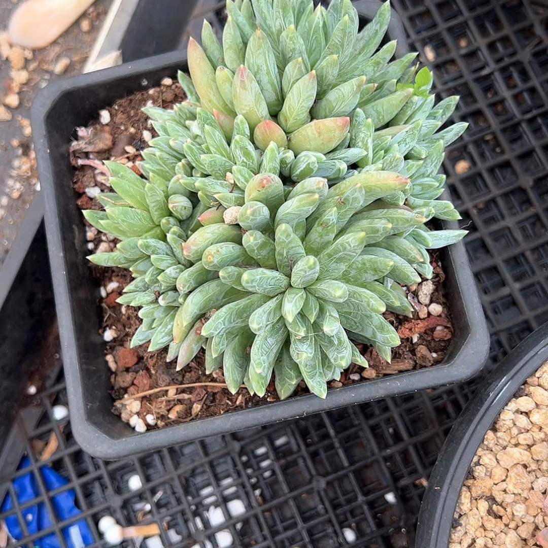 ****多肉植物一物一拍