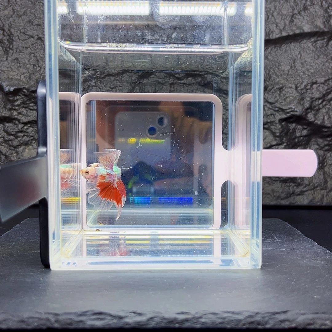 嚻***寳海水宙斯斗鱼竞拍09-01
