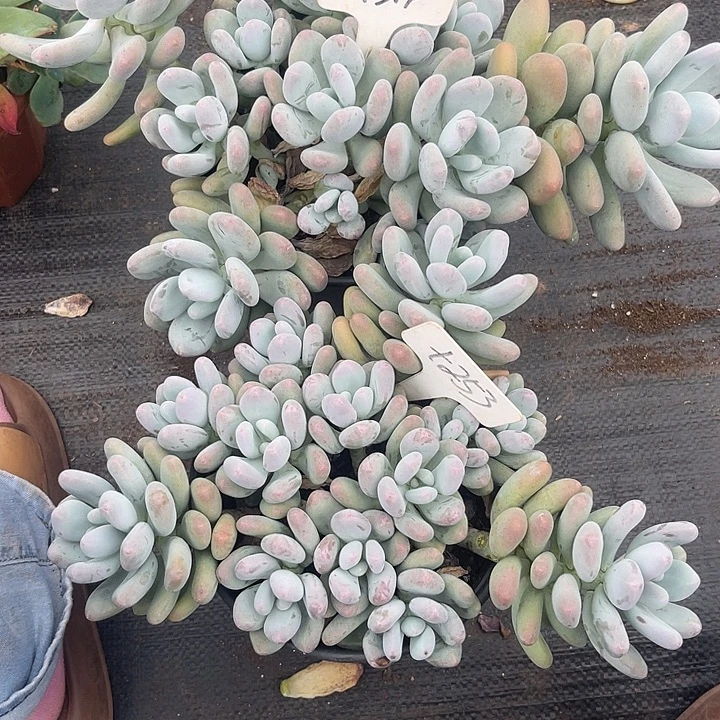 浮***。晨语多肉，一物一拍314,253延迟发货