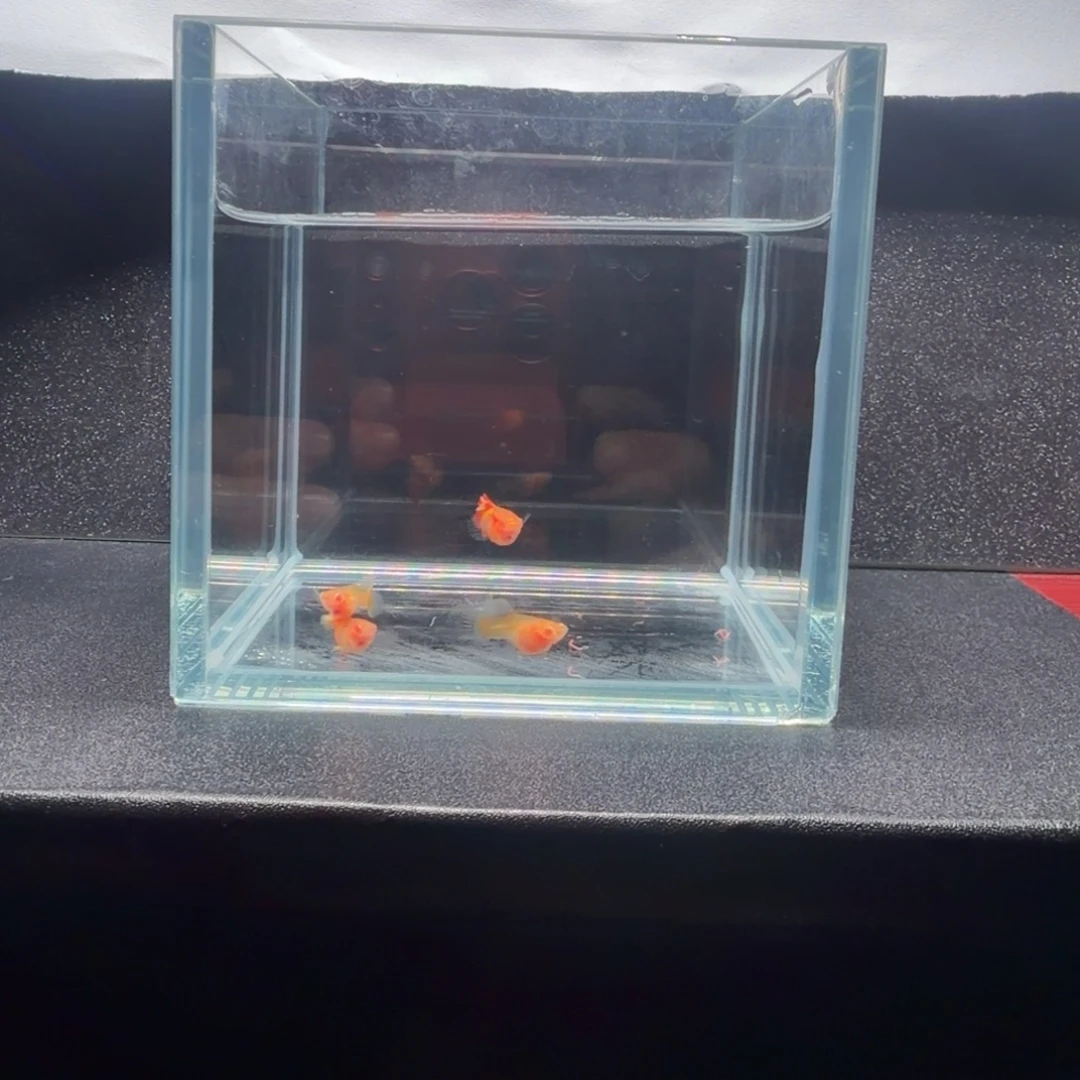 孔雀鱼皇家落日白子2对