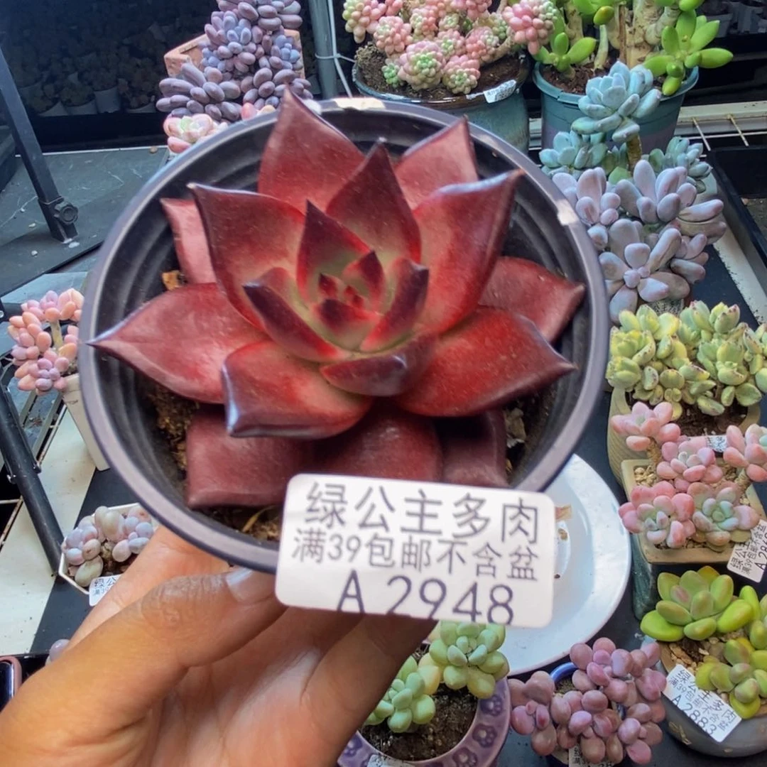 948罗宾仙子多肉6c m