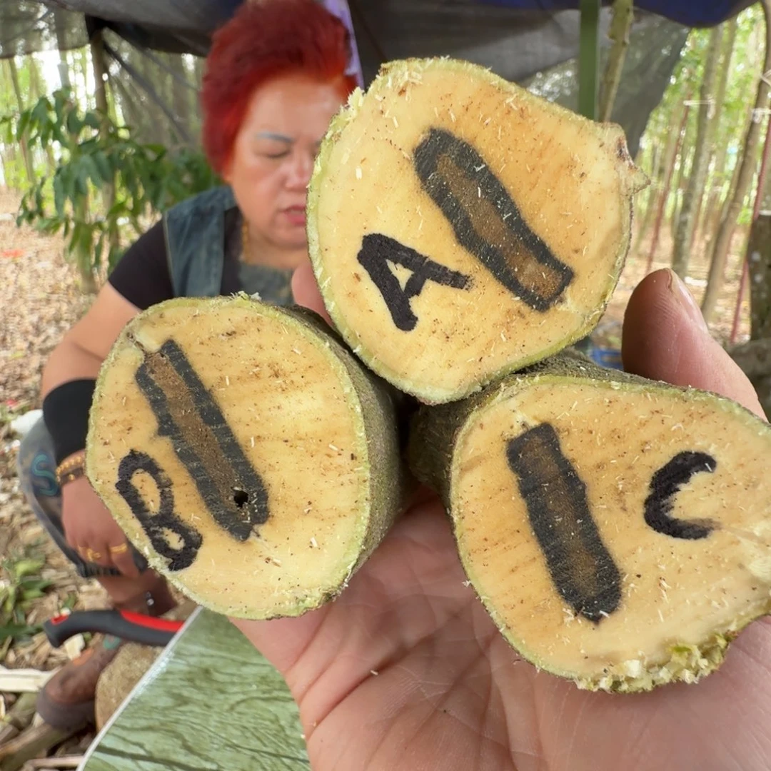 线香奇楠沉香原木