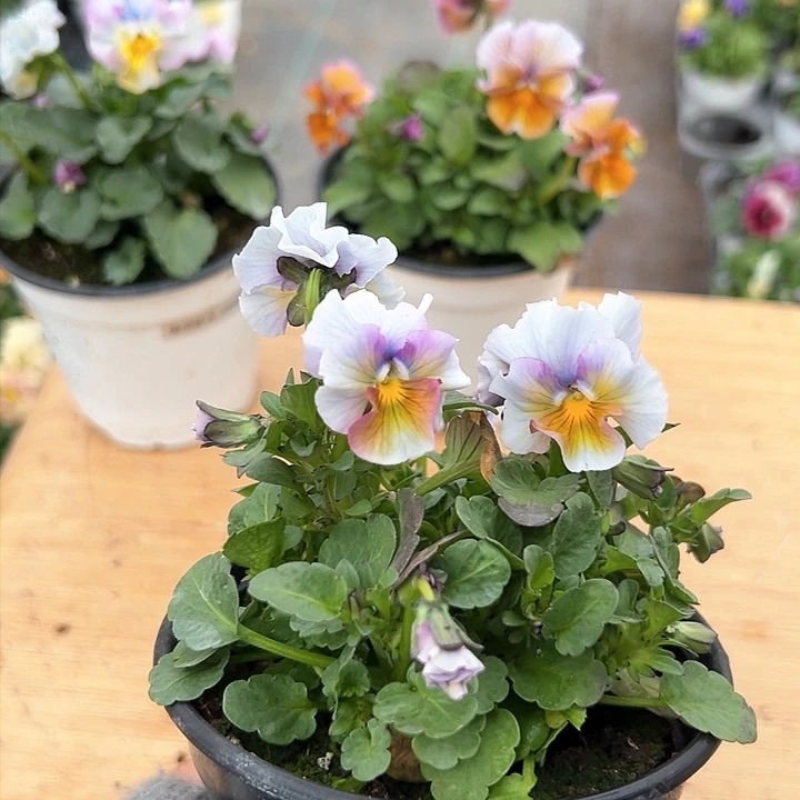 红陶抖音直播闪拍37