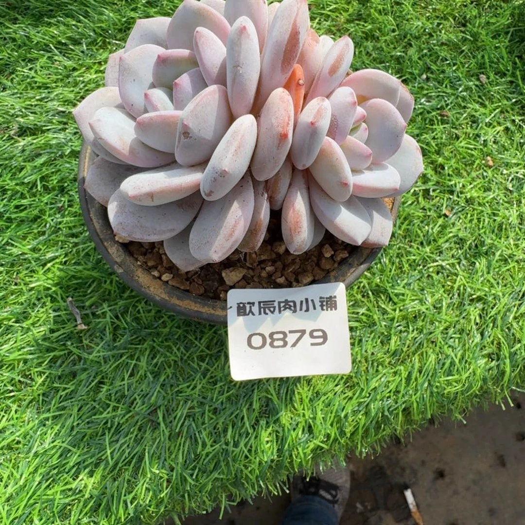 琼***多肉植物奶盖0879发货