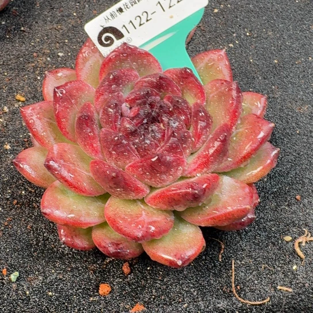 从前慢多肉精选编号1122.122