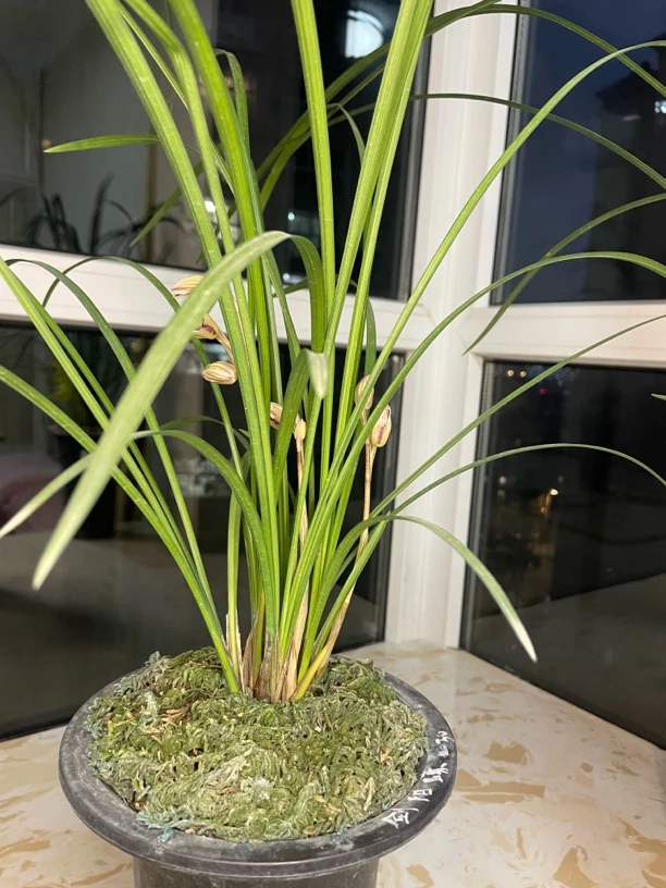 兰花春兰剑阳蝶花