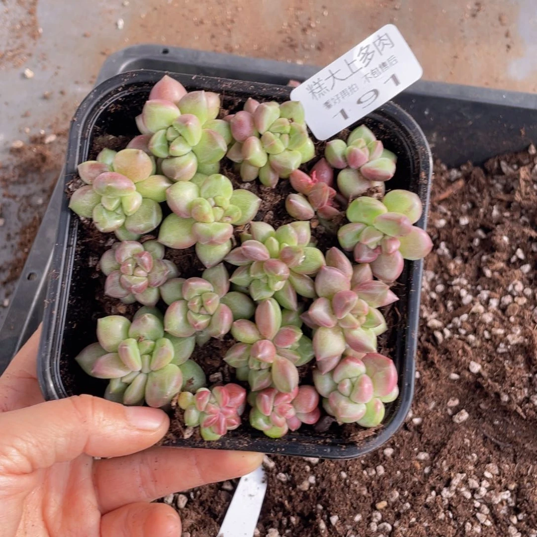 糕大上多肉植物191