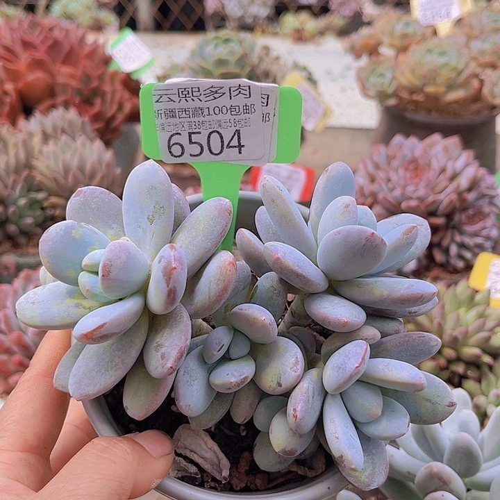 6504雪美人。