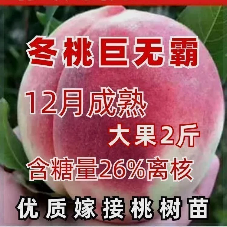 新品种晚熟巨无霸冬桃桃树苗嫁接苗新品种特甜桃子树苗南北方种植