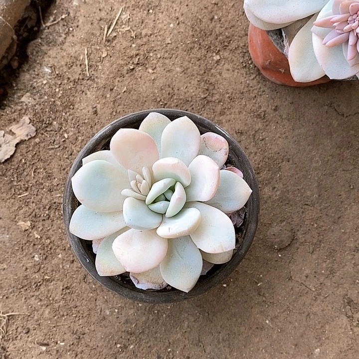 李**r直播间一物一拍锦5-68号