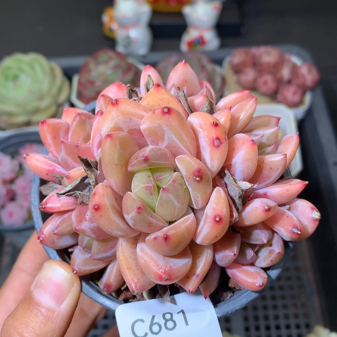 681群生q 橙多肉